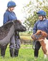Pint-sized pony Pam and her rescue mum need new home4