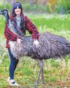 'Spoilt' emu rules roost, admits West bird-lover 'Spoilt' emu rules roost, admits West bird-lover26