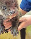 Injured otter cub making 'incredible recovery' at Trust35