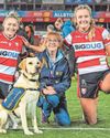 Rugby match helps guide dogs get used to crowds Rugby match helps guide dogs get used to crowds33