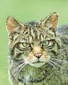 Hopes wildcats could return to West Country woodlands4