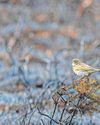 Wildlife hit hard by fires and floods in tough 202520