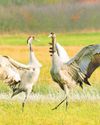 Booming bitterns and cranes: RSPB celebrates nature wins8