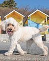 Study reveals climate impact of dog food7