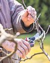 Get pruners ready as it will soon be February36