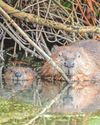 There is no good reason for shooting our beavers34