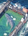 Barge is taking stranded whale towards ocean17