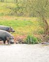 Hippos make most of pond access in sunshine19