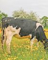 The cheese expert driven by passion for her home turf The cheese expert driven by passion for her home turf22