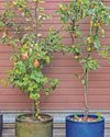 Small spaces can bear fruit Small spaces can bear fruit61