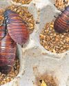 Cockroach kingdom caught with 100,000 illegal insects in record bug bust Cockroach kingdom caught with 100,000 illegal insects in record bug bust20