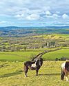 Call for action to save last semi-wild hill pony herds Call for action to save last semi-wild hill pony herds43