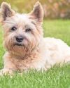 Research aims to ease 'Westie lung'34
