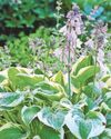 Why hostas receive a royal seal of approval Why hostas receive a royal seal of approval30