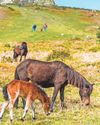 Pony cull fear on Dartmoor sparks big row Pony cull fear on Dartmoor sparks big row20