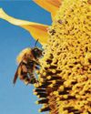 Ban for bee-killing pesticides planned