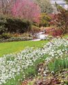 Garden House hosts a festival of snowdrops