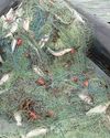 Illegal nets found in river yet again