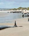 No hope for stranded whales