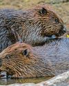 Green light for release of beavers