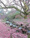 A carpet of pink magnolia...