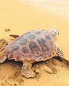 Plea over stranded sea turtles Plea over stranded sea turtles
