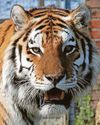 Take a walk on the wild side at moor zoO
