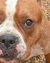 Man caught abusing his dog is given ban Man caught abusing his dog is given ban