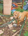 Pair kept animals in squalid conditions Pair kept animals in squalid conditions