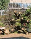 Armada Way tree fiasco cost council over £3m4