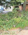 Chainsaw devastation at Hoe site prompts probe0