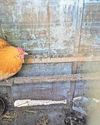 Pair kept goats and chickens in 'filthy' pens The Herald