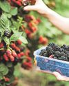 Blackberry picking warnings4