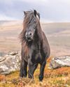 Dartmoor ponies to get their own 'passports'0