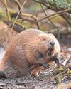 UK may miss 2030 nature target6