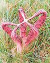 'Stinky' fungus is rare find on moor 'Stinky' fungus is rare find on moor7