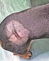 Man and his pet dog mauled by Rottweiler Man and his pet dog mauled by Rottweiler2