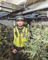 Police crackdown on cannabis Police crackdown on cannabis7