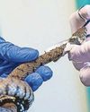 Harmless snake caught in 'cruel' glue trap5