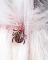 Tick list for prevention22
