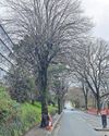 Tree-felling plans are scrapped after backlash2