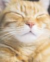When to call over cat's toilet habits23