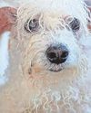 Fragile Faye looking for new home9