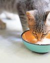 The milk of human kindness might be harming your cat23