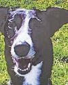 'Timid' rescue dog Benny lost in woods7