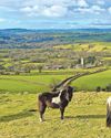 Call for action to save semi-wild hill ponies2