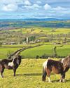 Risk of wildfires if pony numbers fall Risk of wildfires if pony numbers fall7