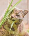 Should my cats be eating grass? Should my cats be eating grass?20