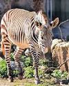 Pair of zebras put to sleep at Devon zoo Pair of zebras put to sleep at Devon zoo