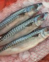 Mackerel slips down rankings in guide to sustainable fish Mackerel slips down rankings in guide to sustainable fish